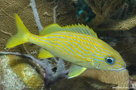 Image result for Haemulon flavolineatum