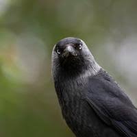 Attēlu rezultāti vaicājumam “Corvus monedula”