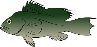 Image result for Centropristis striata