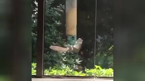 Картинки по запросу белку зажевало в диск