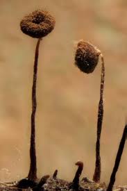 Attēlu rezultāti vaicājumam “Cribraria cancellata”