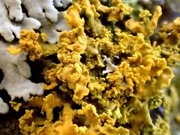 Attēlu rezultāti vaicājumam “Xanthoria candelaria”