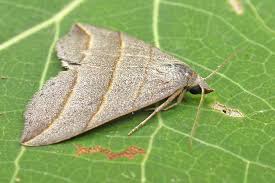 Attēlu rezultāti vaicājumam “Colobochyla salicalis”
