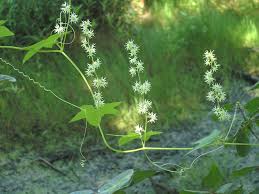 Attēlu rezultāti vaicājumam “Reticularia lobata young”