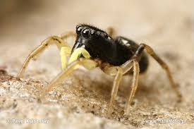 Attēlu rezultāti vaicājumam “Heliophanus sp.”