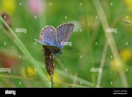 Attēlu rezultāti vaicājumam “Cyaniris semiargus male”