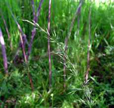 Attēlu rezultāti vaicājumam “Arrhenatherum elatius”