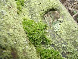 Attēlu rezultāti vaicājumam “Syntrichia latifolia”