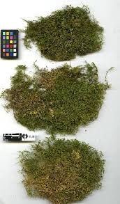 Attēlu rezultāti vaicājumam “Thuidium assimile”