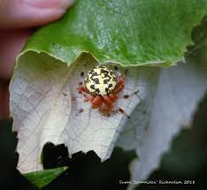 Attēlu rezultāti vaicājumam “Araneus marmoreus”