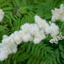 Attēlu rezultāti vaicājumam “Sorbaria sorbifolia bud”