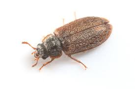 Attēlu rezultāti vaicājumam “Grynocharis oblonga”