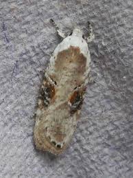 Attēlu rezultāti vaicājumam “Agonopterix alstromeriana”