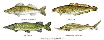 Image result for Sander canadensis/vitreus