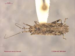 Attēlu rezultāti vaicājumam “Phytocoris tiliae”