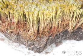 Attēlu rezultāti vaicājumam “Campylopus introflexus”