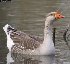 Attēlu rezultāti vaicājumam “Anser anser”