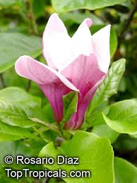 Attēlu rezultāti vaicājumam “Magnolia x soulangeana”