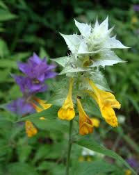 Attēlu rezultāti vaicājumam “Melampyrum nemorosum”