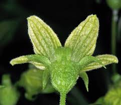 Attēlu rezultāti vaicājumam “Bryonia alba bud”