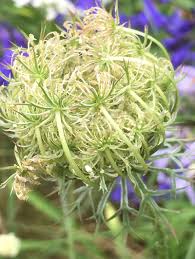 Attēlu rezultāti vaicājumam “Umbelliferae”