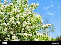 Attēlu rezultāti vaicājumam “Spiraea chamaedryfolia flower”