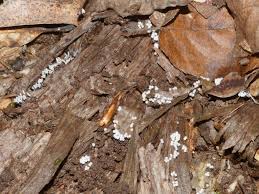 Attēlu rezultāti vaicājumam “Arcyria cinerea stalked”