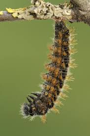 Attēlu rezultāti vaicājumam “Nymphalis polychloros upperside”