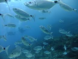 Image result for Leicester Underwater Exploration Club