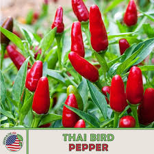 Afbeeldingsresultaat voor thai bird pepper hot pepper
