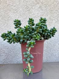 Attēlu rezultāti vaicājumam “Jovibarba globifera leaf”