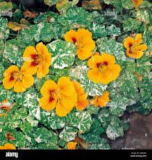 Attēlu rezultāti vaicājumam “Tropaeolaceae”