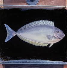 Image result for Naso hexacanthus