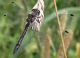 Attēlu rezultāti vaicājumam “Sympetrum danae”