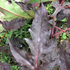 Attēlu rezultāti vaicājumam “Acer tataricum subsp. ginnala leaf”