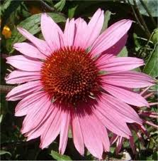 Image result for roter Sonnenhut