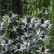 Attēlu rezultāti vaicājumam “Eryngium planum”