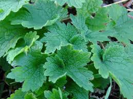 Attēlu rezultāti vaicājumam “Leonurus quinquelobatus leaf”