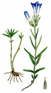 Attēlu rezultāti vaicājumam “Gentiana pneumonanthe leaf”