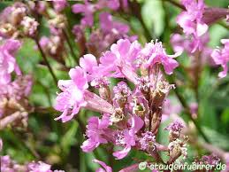 Attēlu rezultāti vaicājumam “Silene viscaria leaf”