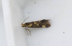 Attēlu rezultāti vaicājumam “Denisia similella”