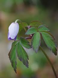 Attēlu rezultāti vaicājumam “Anemone nemorosa bud”