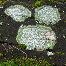 Attēlu rezultāti vaicājumam “Pertusaria amara”