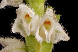 Attēlu rezultāti vaicājumam “Goodyera repens fruit”