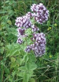 Image result for Origanum vulgare