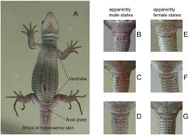 Attēlu rezultāti vaicājumam “Lacerta vivipara female”