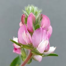 Attēlu rezultāti vaicājumam “Ononis arvensis bud”