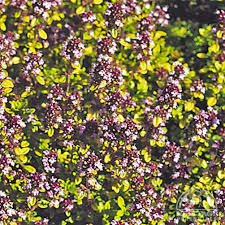 Attēlu rezultāti vaicājumam “Thymus pulegioides flower”