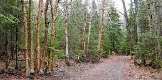 Attēlu rezultāti vaicājumam “Betula alleghaniensis”