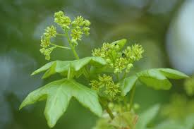 Attēlu rezultāti vaicājumam “Acer campestre flower”
